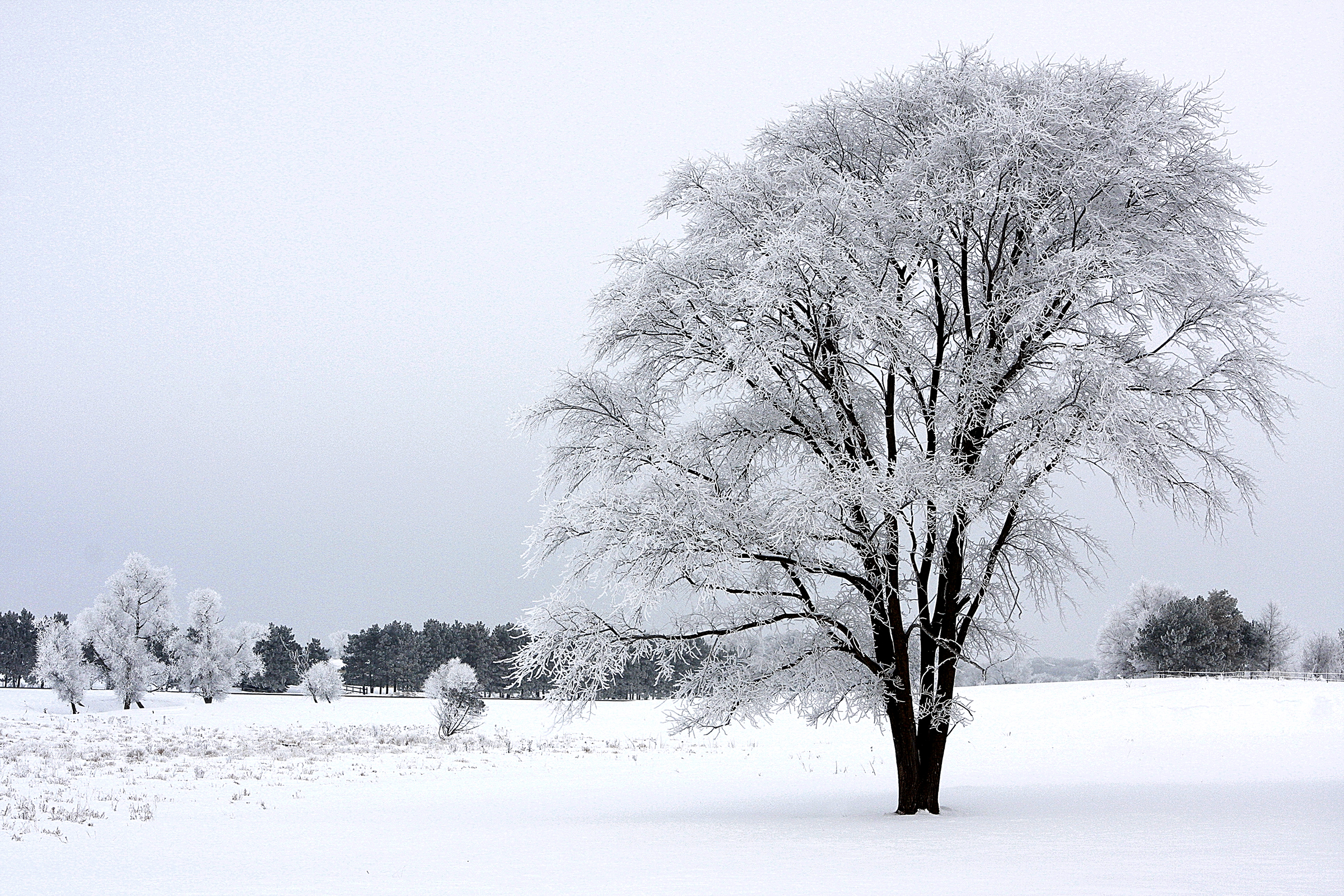 decorated apparel T-shirt care design