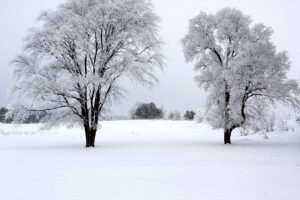 Trees illustrating focal point in decorated apparel design