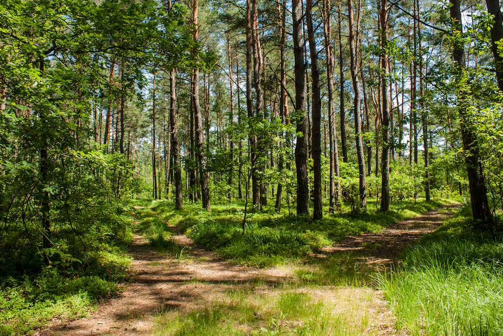 Woodland scene two paths and decorated apparel industry